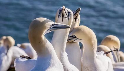 必发APP-开云：在云端开启未知的可能