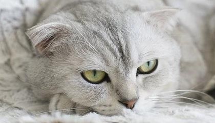 必发APP-开云：在云端开启未知的可能